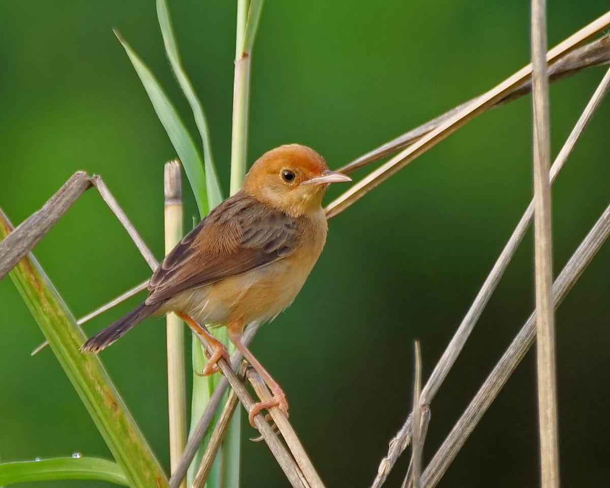 Golden-headed Cisticola - ML620257061