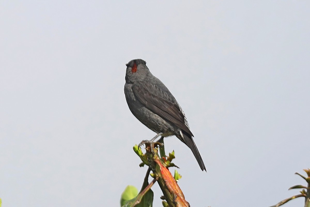 Cotinga Crestirrojo - ML620257067