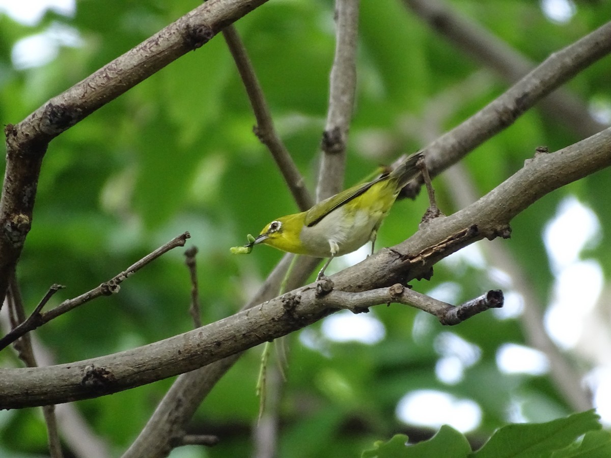 Swinhoe's White-eye - ML620257068