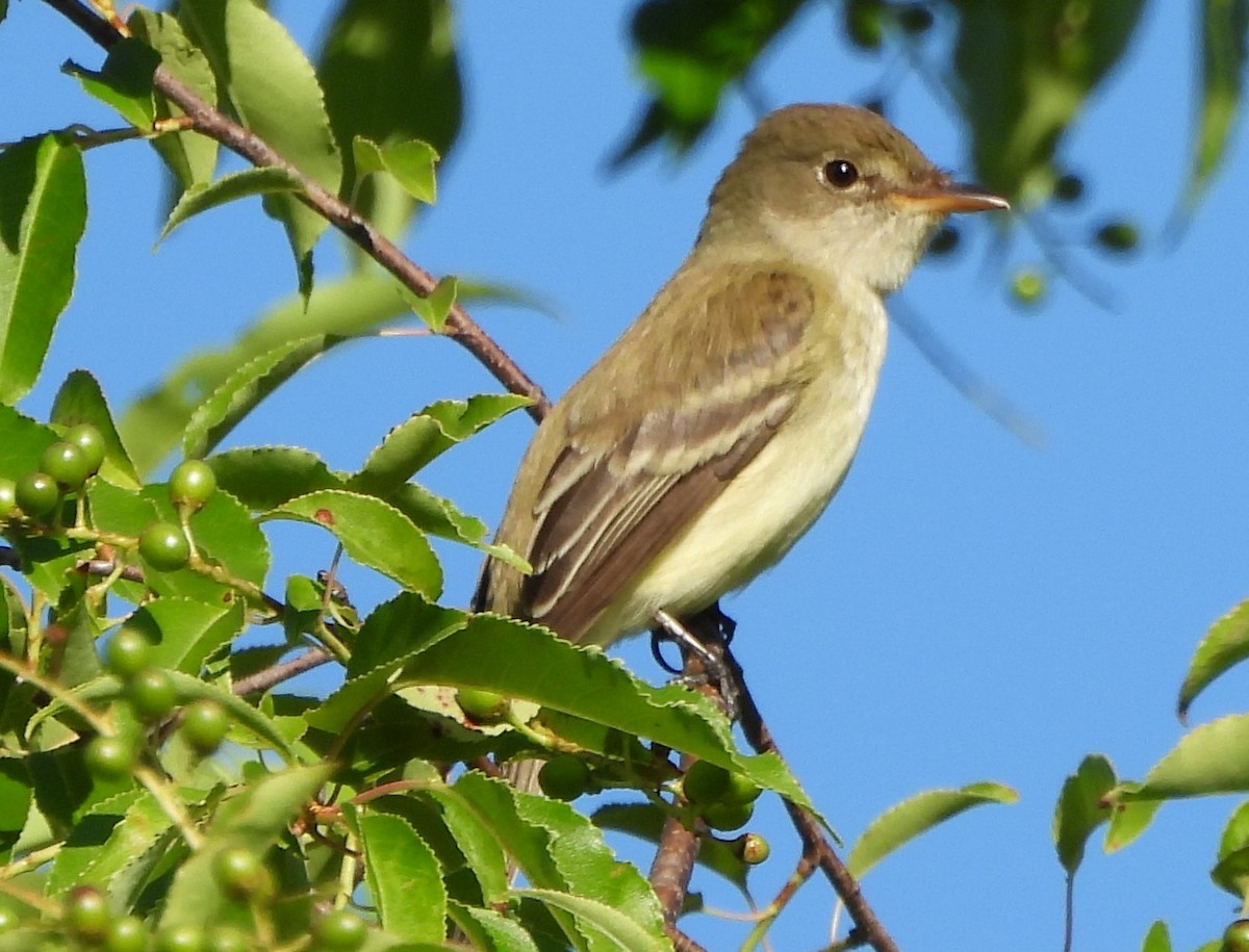 Willow Flycatcher - ML620257070