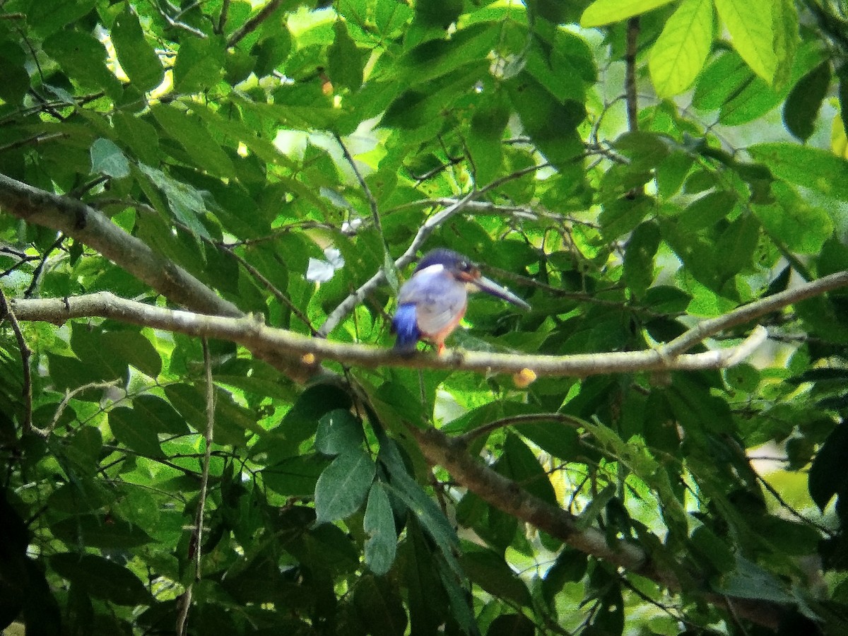 Blue-eared Kingfisher - ML620257074