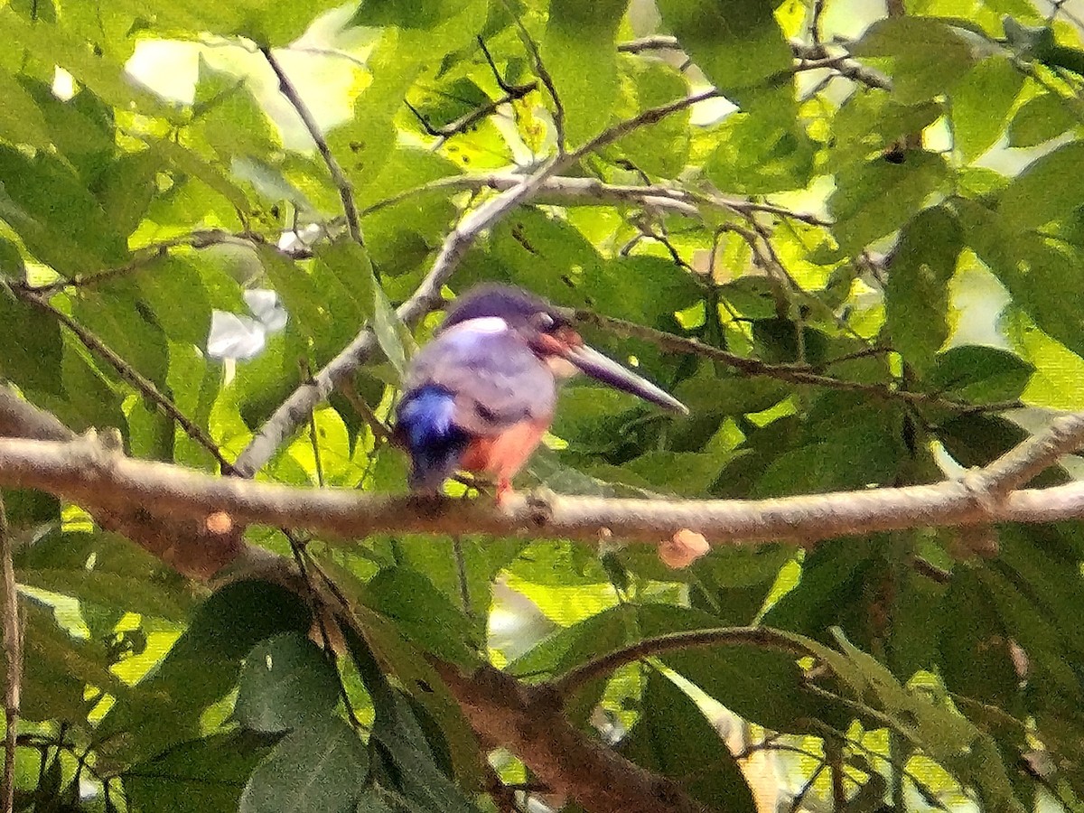 Blue-eared Kingfisher - ML620257075