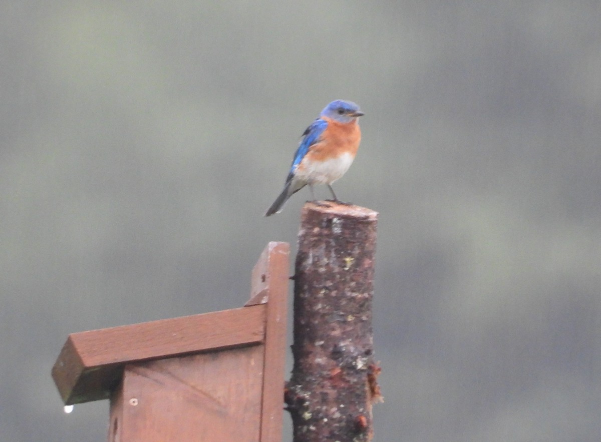 Eastern Bluebird - ML620257077