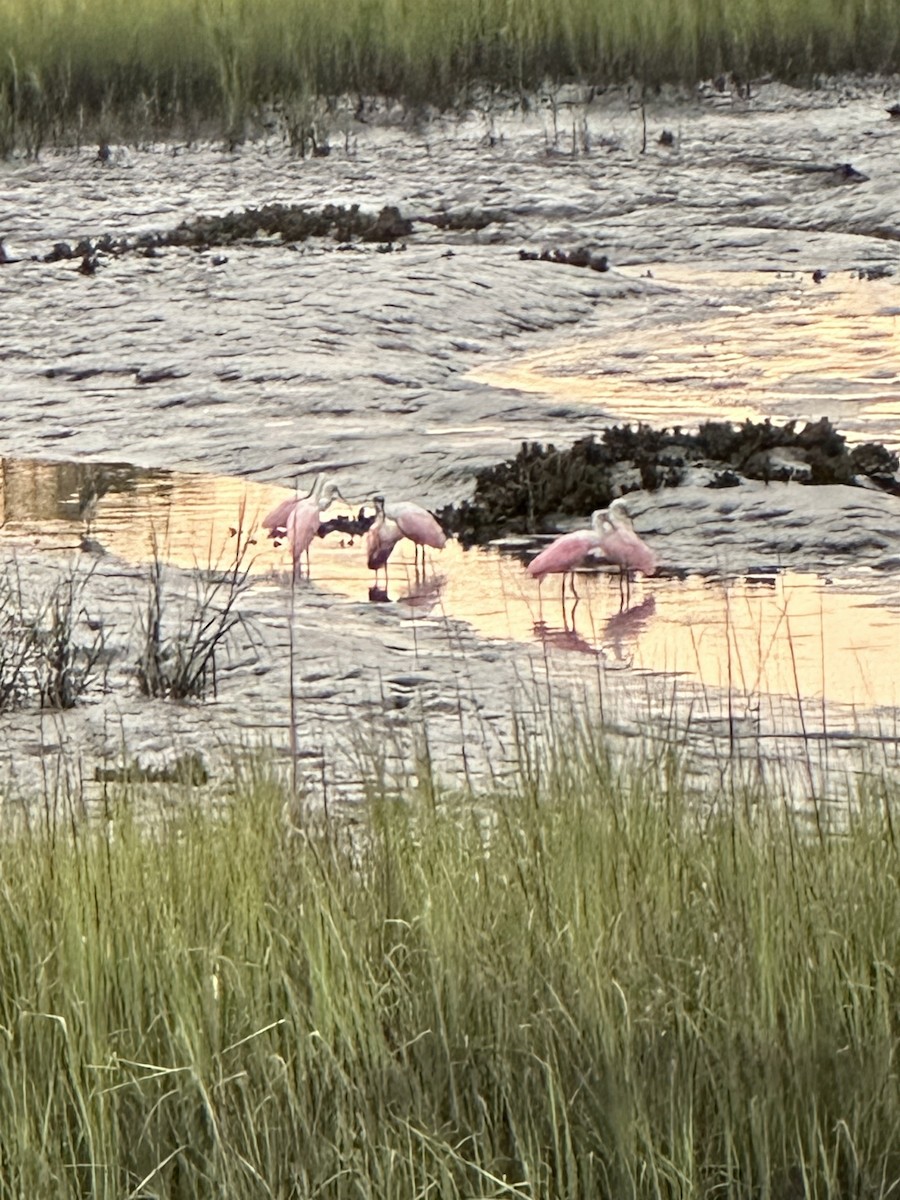 Roseate Spoonbill - ML620257083