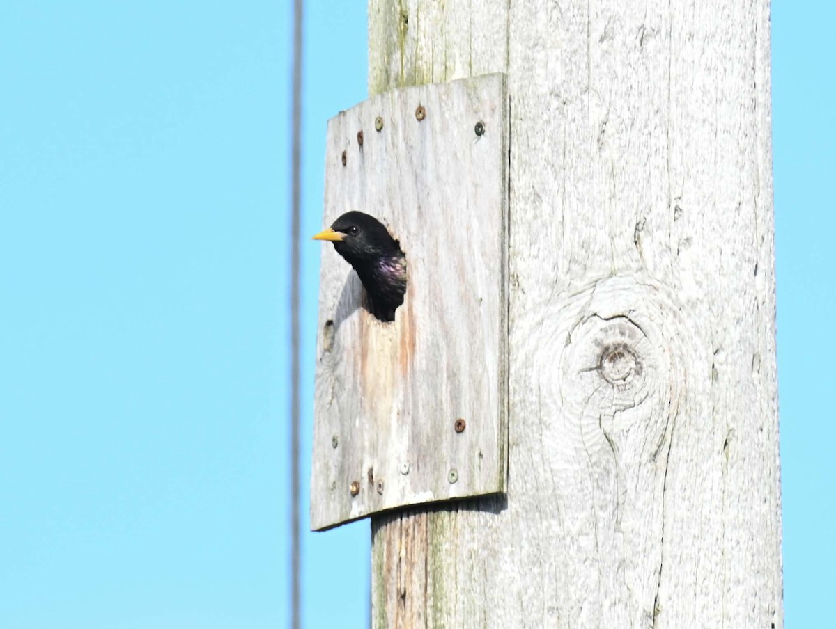 European Starling - ML620257084