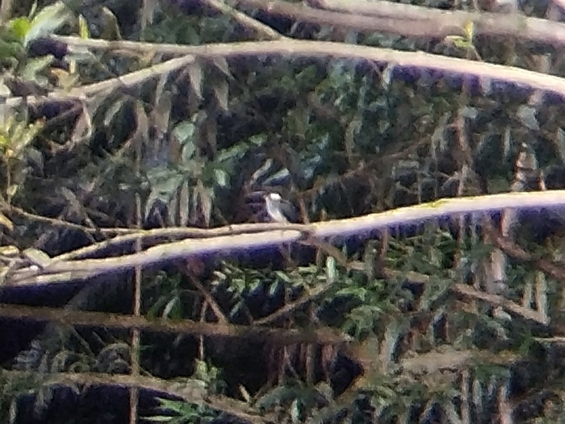 Malaysian Blue-banded Kingfisher - ML620257094