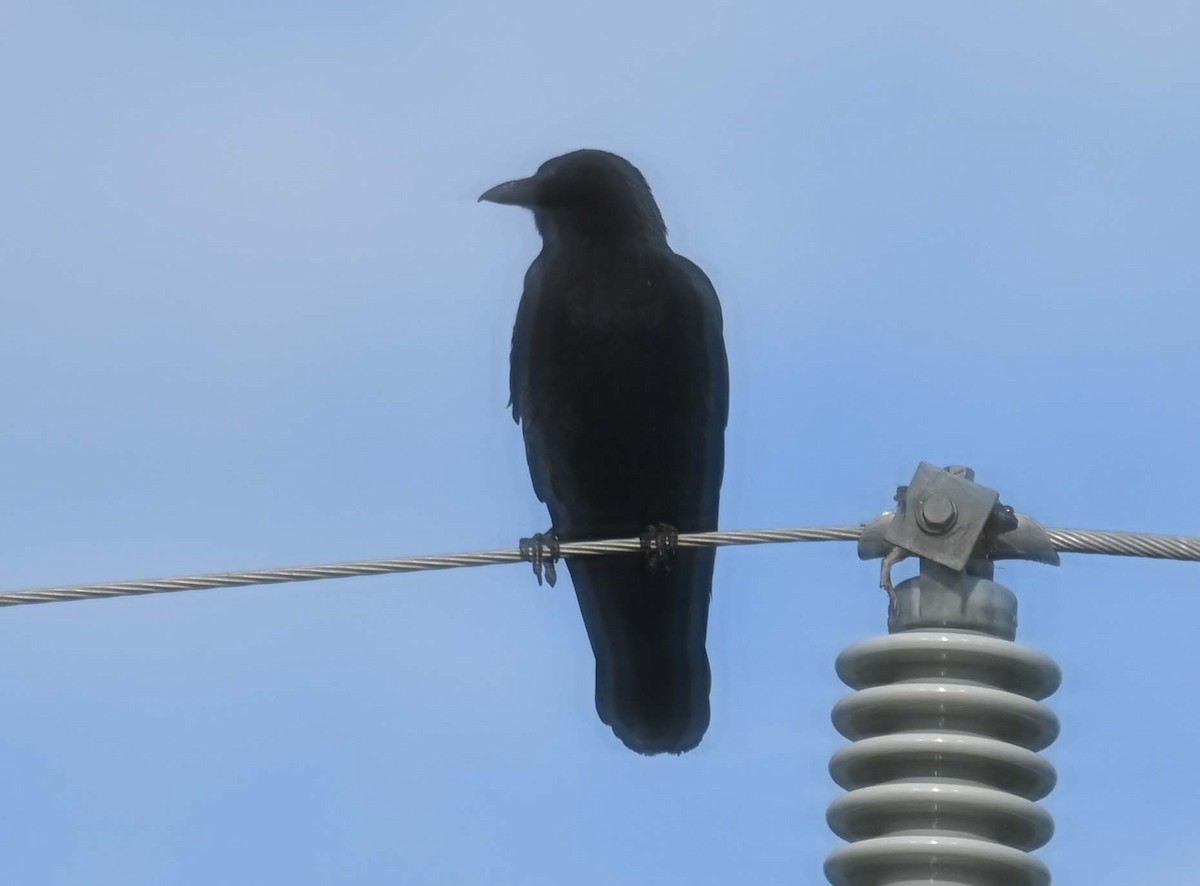 American Crow - ML620257096