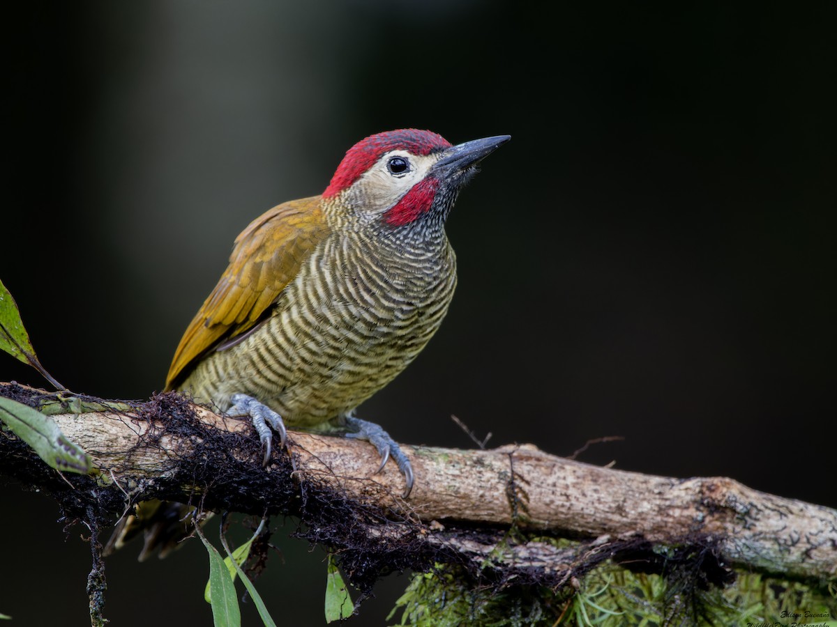Golden-olive Woodpecker - ML620257097