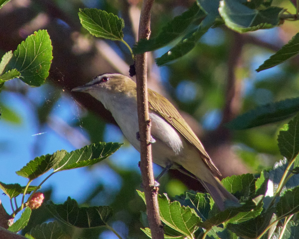 Red-eyed Vireo - ML620257104