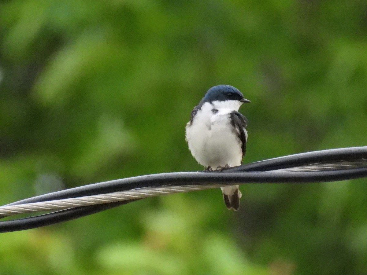 Tree Swallow - ML620257111