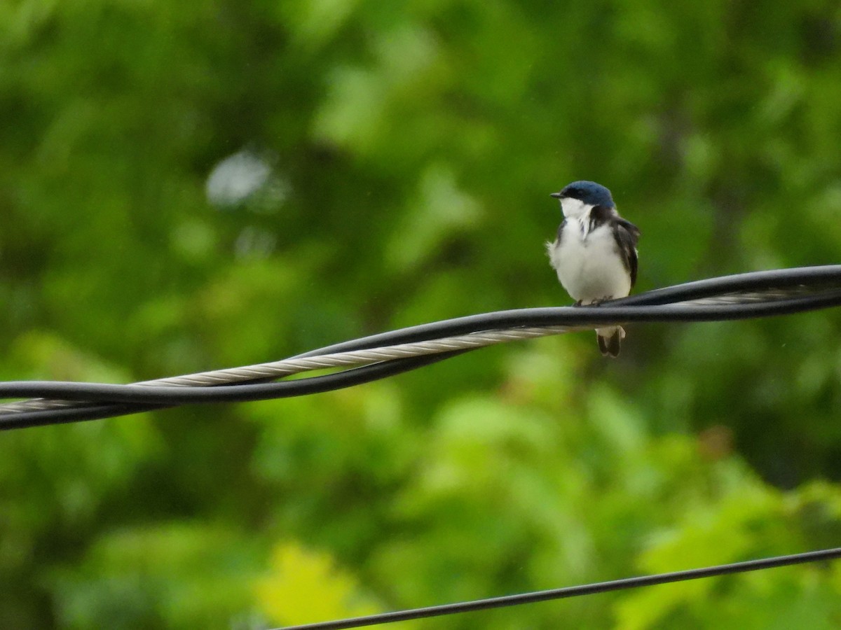 Tree Swallow - ML620257113