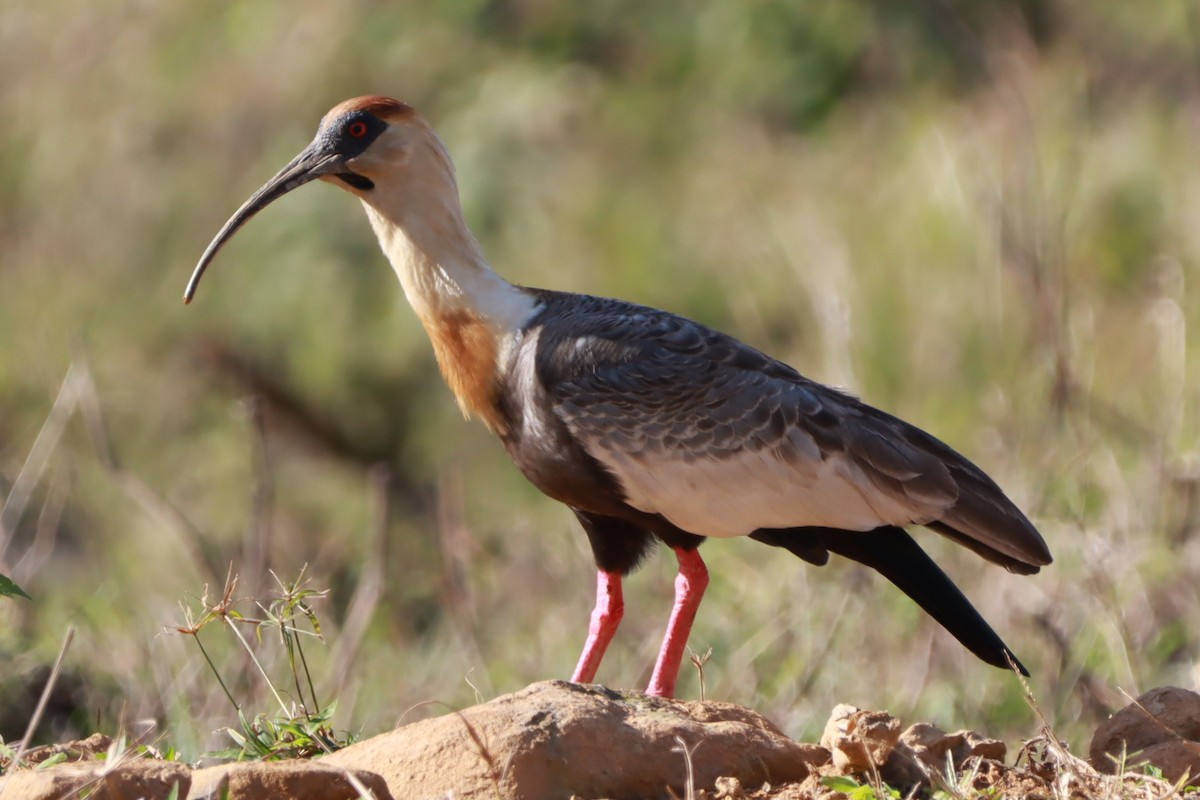 ibis bělokřídlý - ML620257121