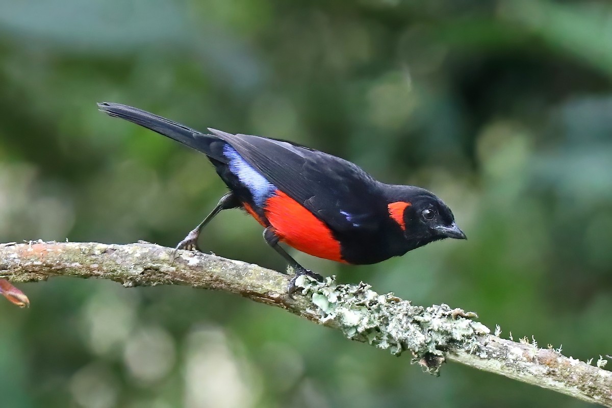 Scarlet-bellied Mountain Tanager - ML620257122