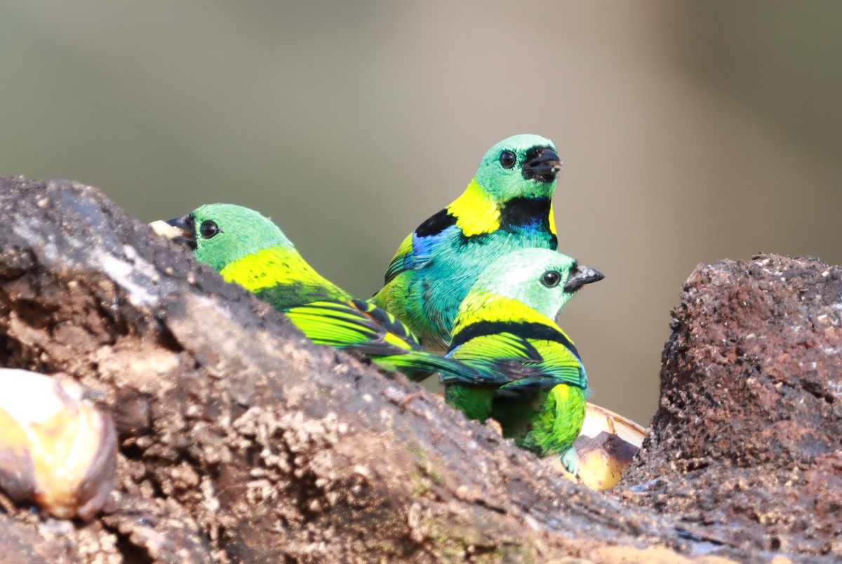 Green-headed Tanager - ML620257128