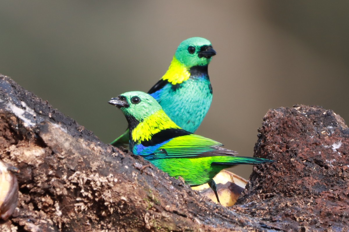 Green-headed Tanager - ML620257129
