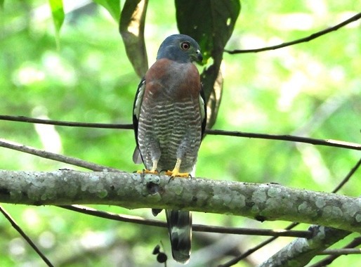 Double-toothed Kite - ML620257130