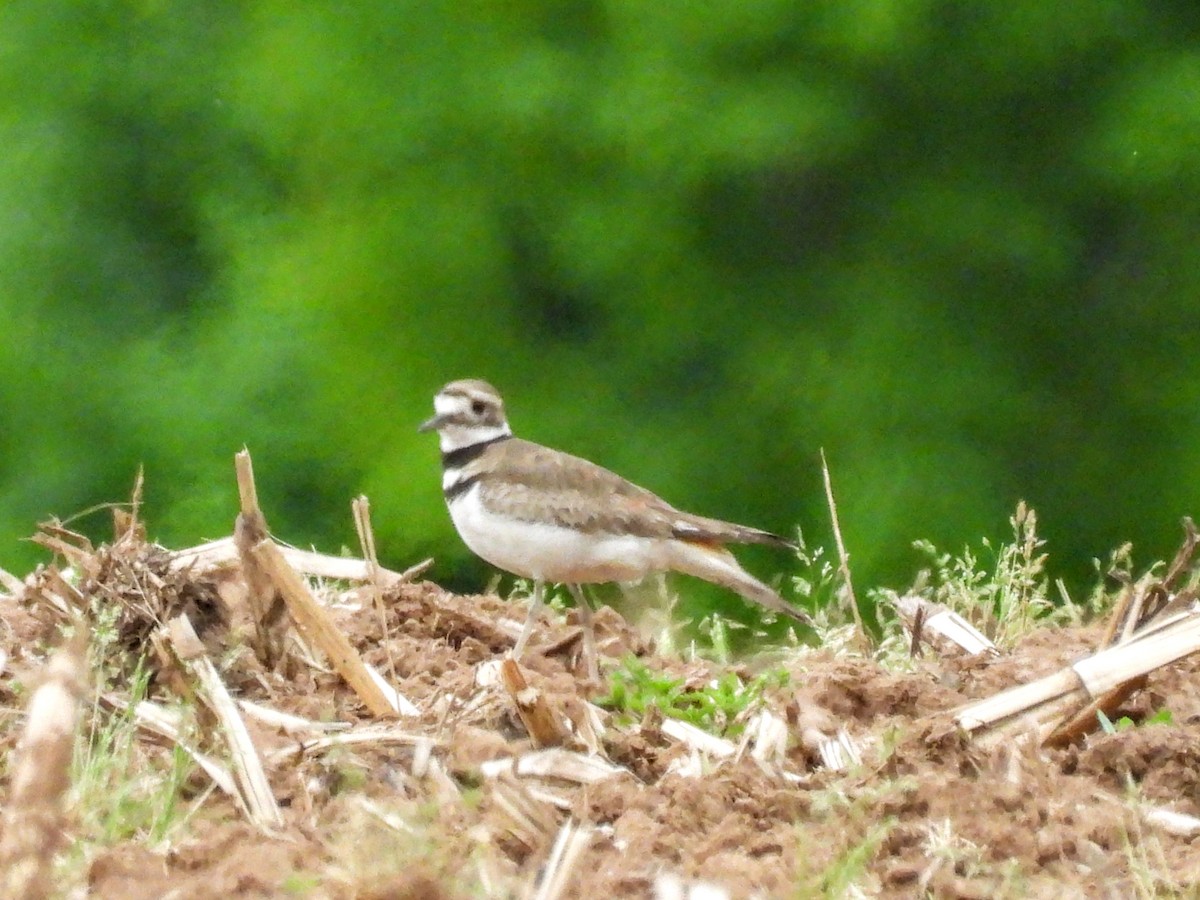 Killdeer - ML620257143