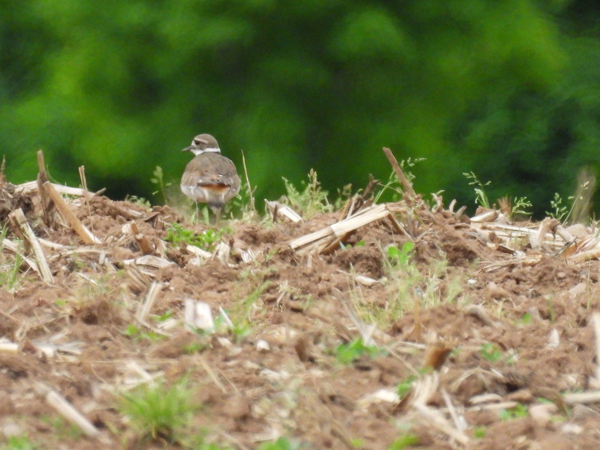 Killdeer - ML620257144