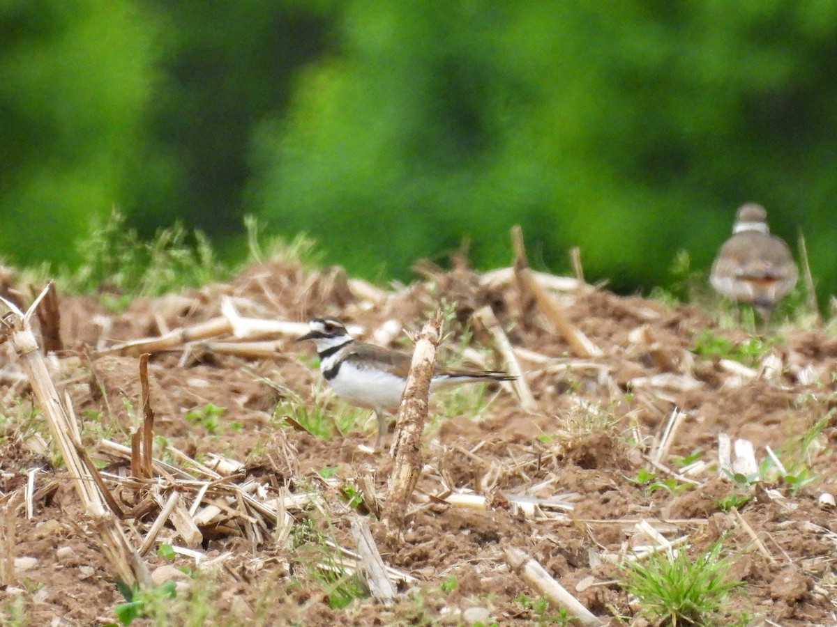 Killdeer - ML620257145