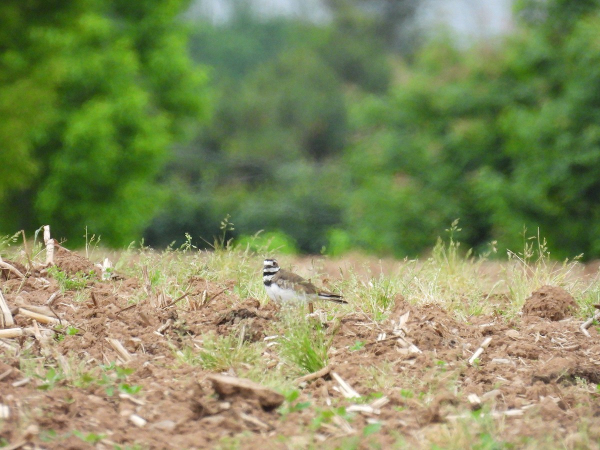 Killdeer - ML620257146