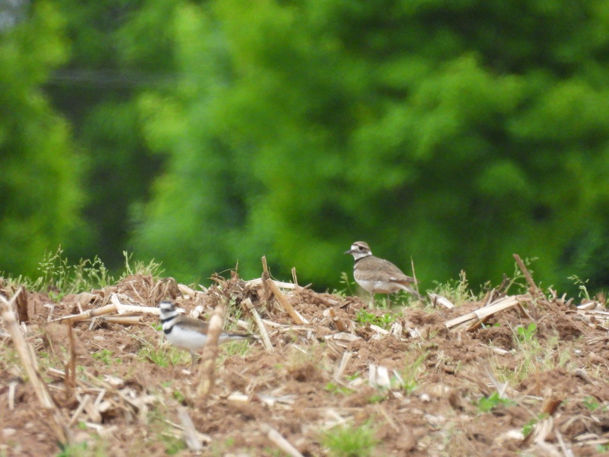 Killdeer - ML620257147