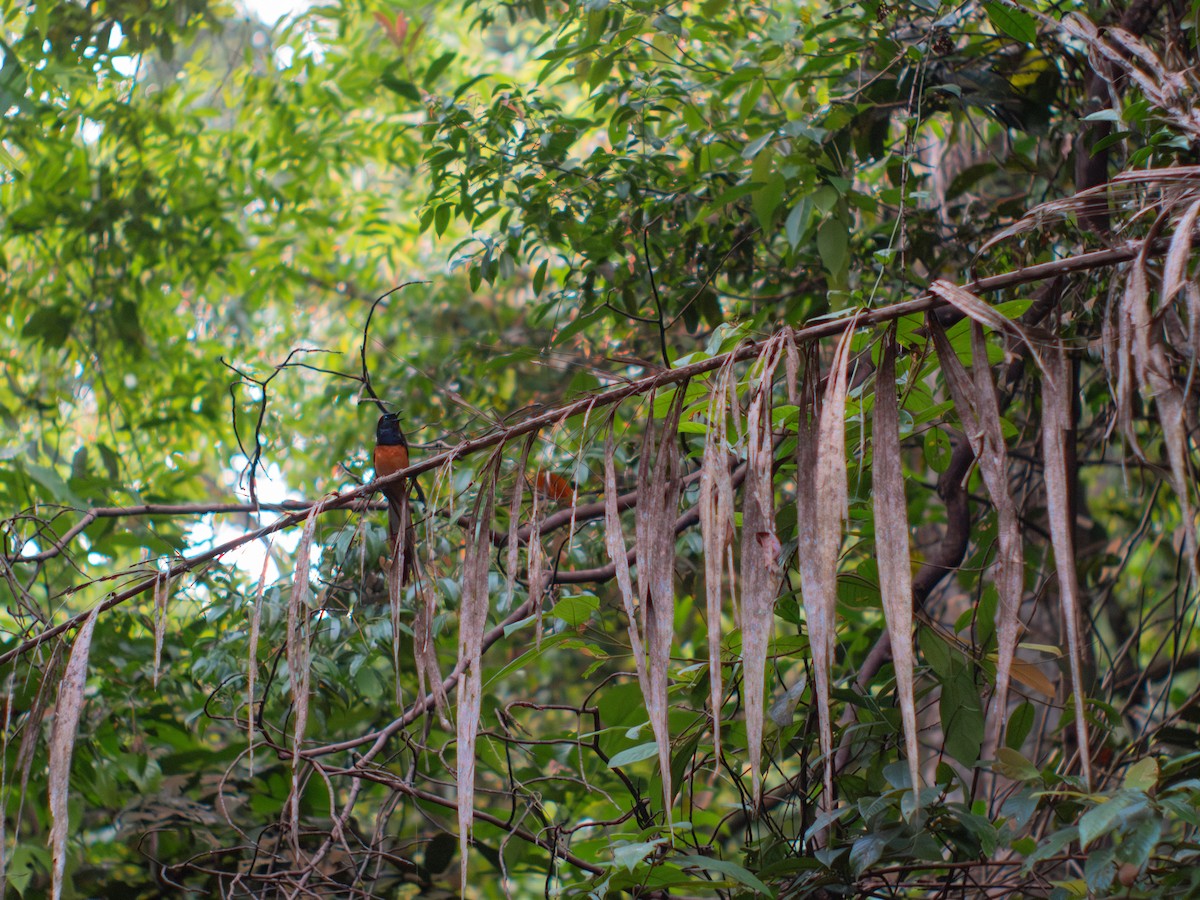 White-rumped Shama - ML620257151