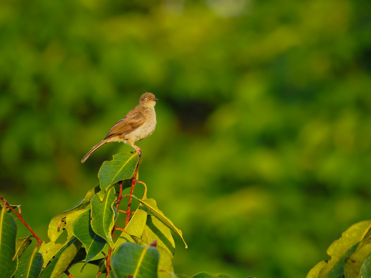 Cream-vented Bulbul - ML620257156