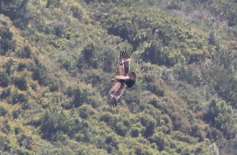 Águila Imperial Ibérica - ML620257162