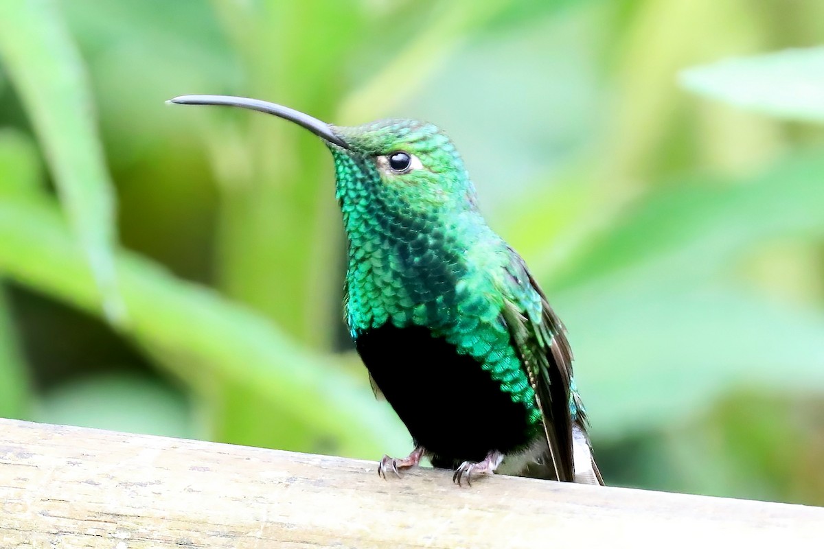 Colibrí Aterciopelado - ML620257165