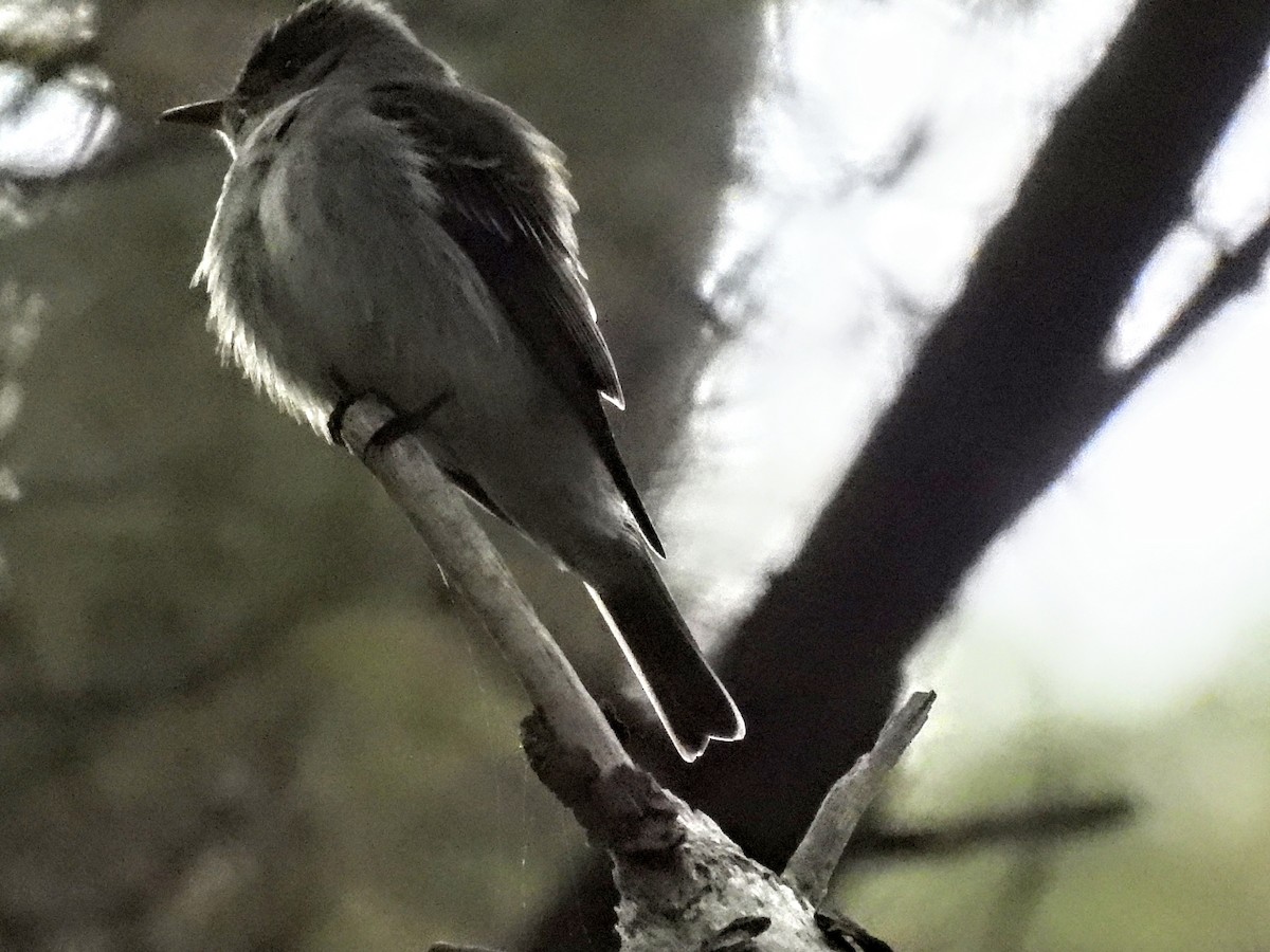 Eastern Wood-Pewee - ML620257170