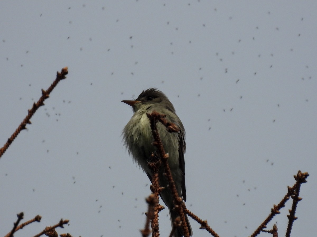 Eastern Wood-Pewee - ML620257171