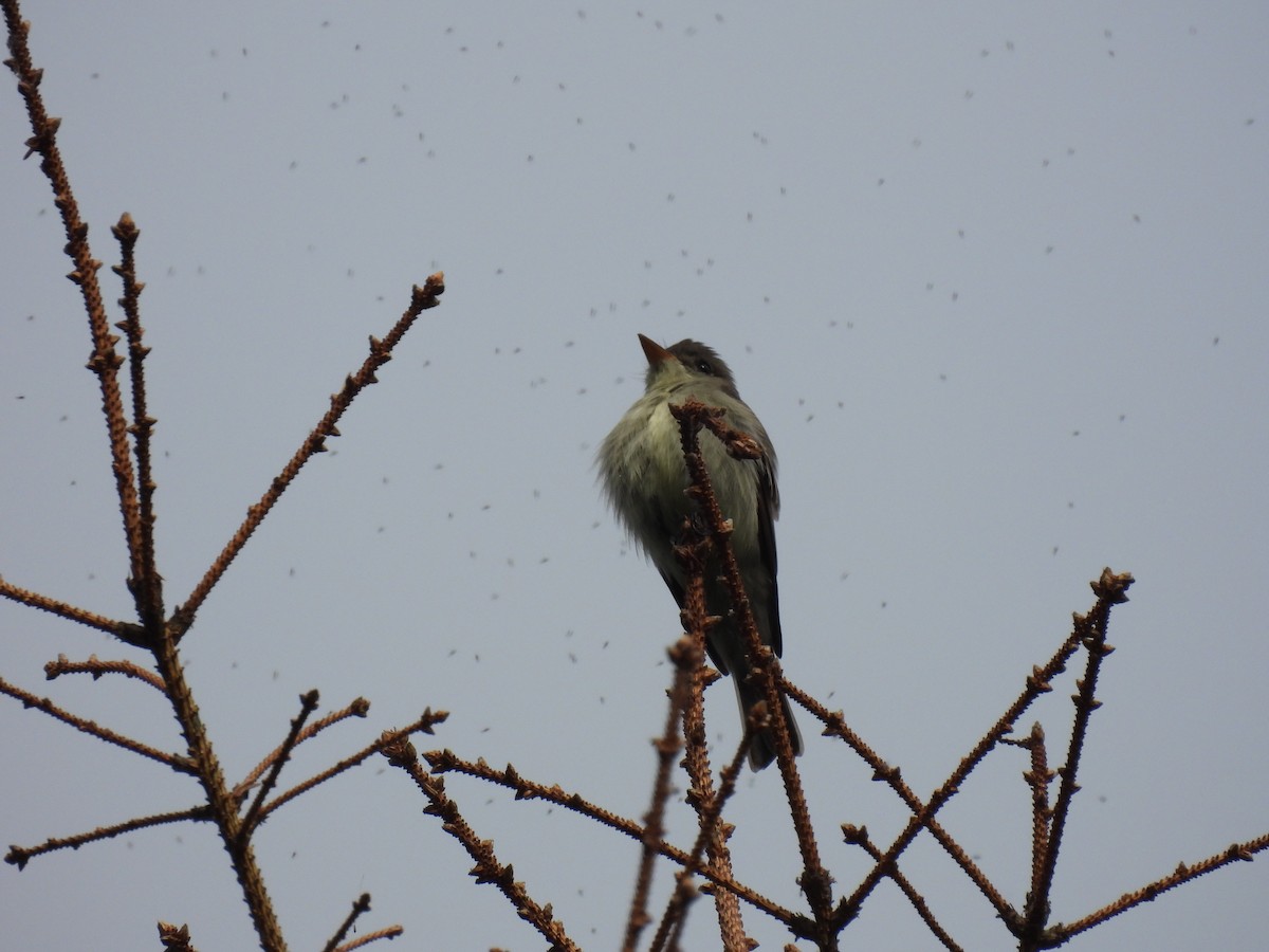 Eastern Wood-Pewee - Wilma Clancy