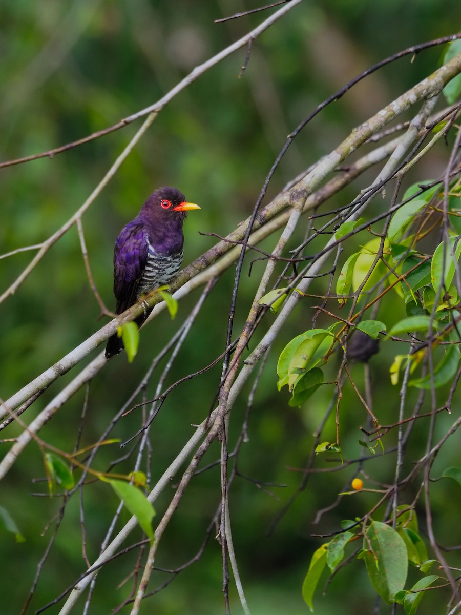 Violet Cuckoo - ML620257176