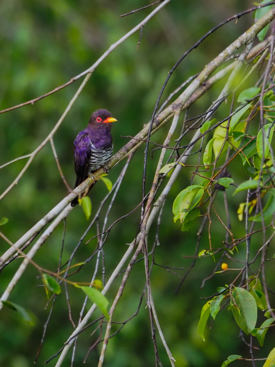 Violet Cuckoo - ML620257177