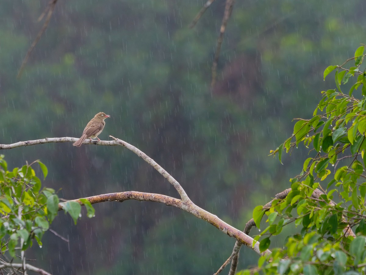 Bulbul Ojiblanco - ML620257182