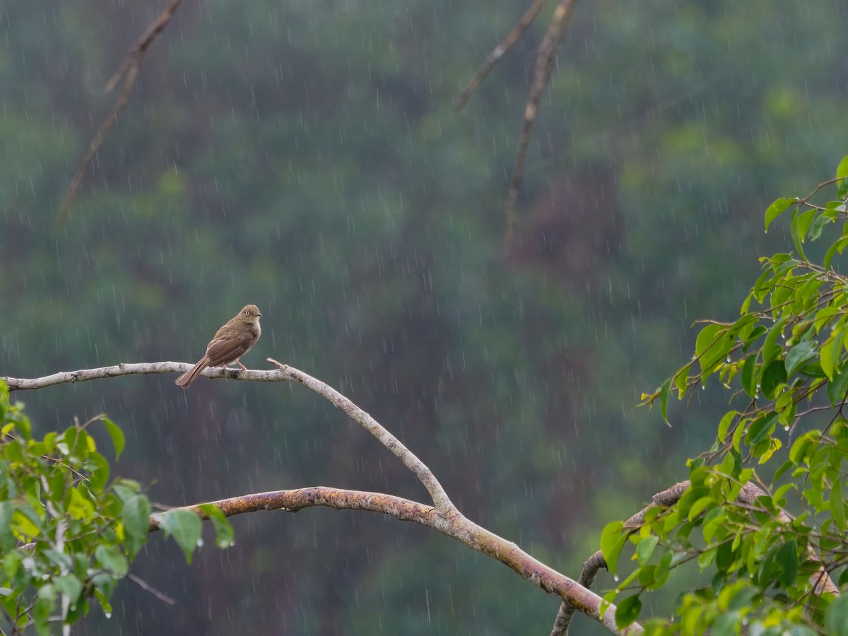 Bulbul Ojiblanco - ML620257183