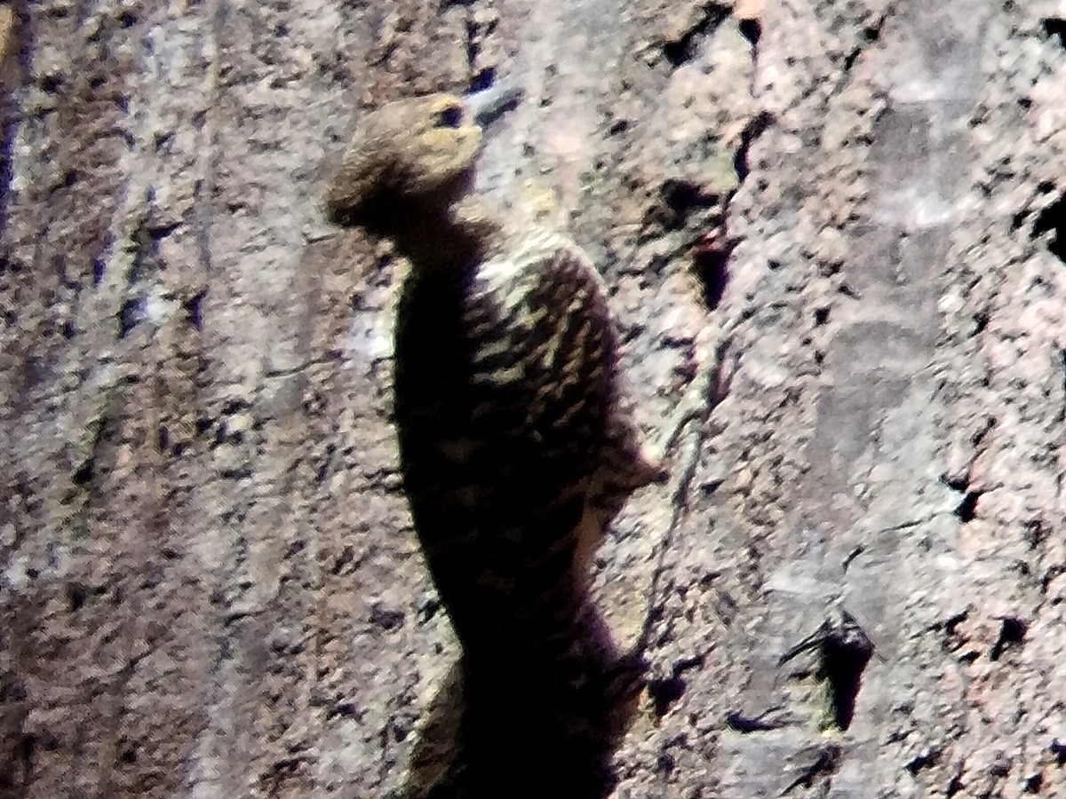 Buff-rumped Woodpecker - ML620257184