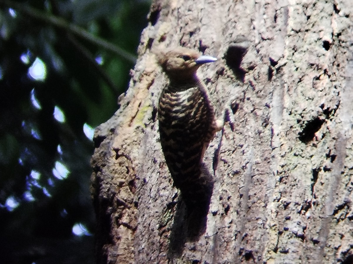 Buff-rumped Woodpecker - ML620257185