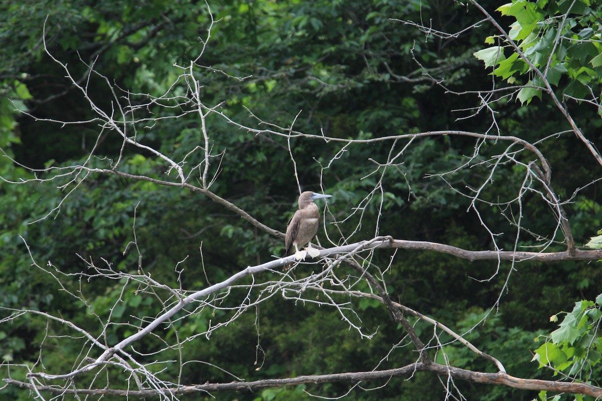 Brown Booby - ML620257198