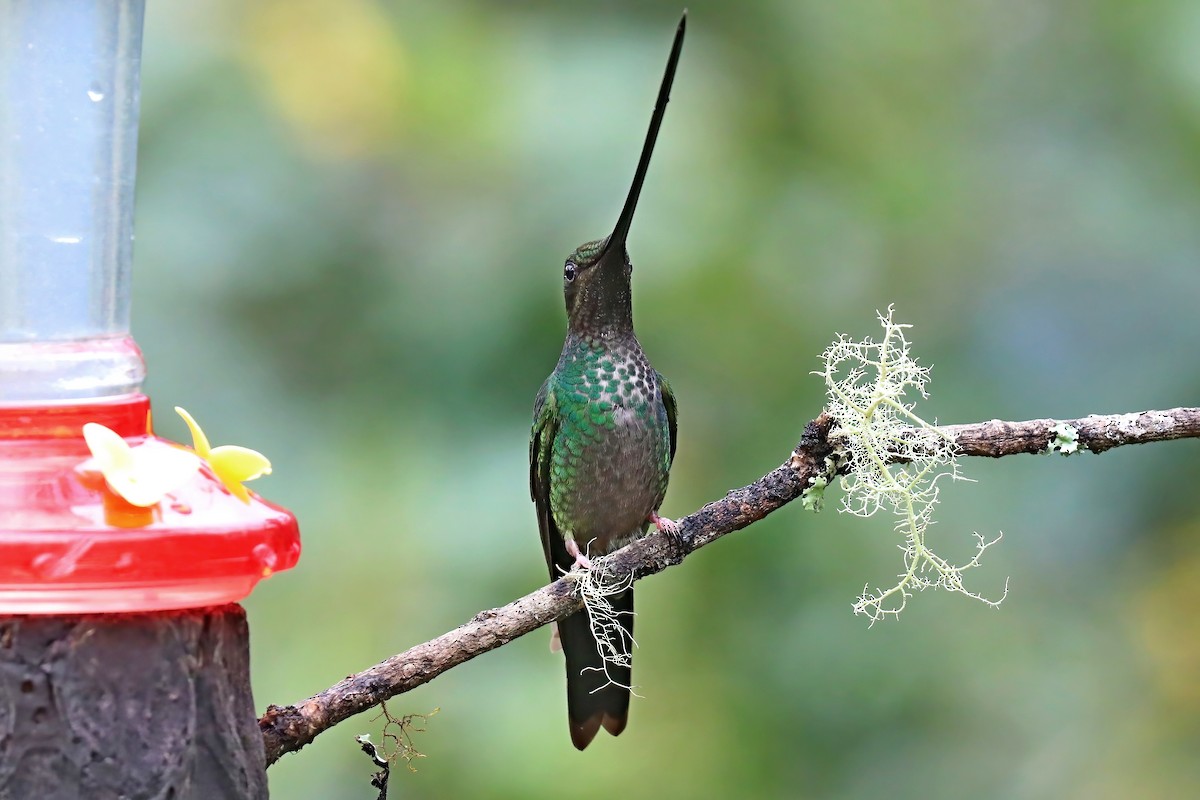 Sword-billed Hummingbird - ML620257207