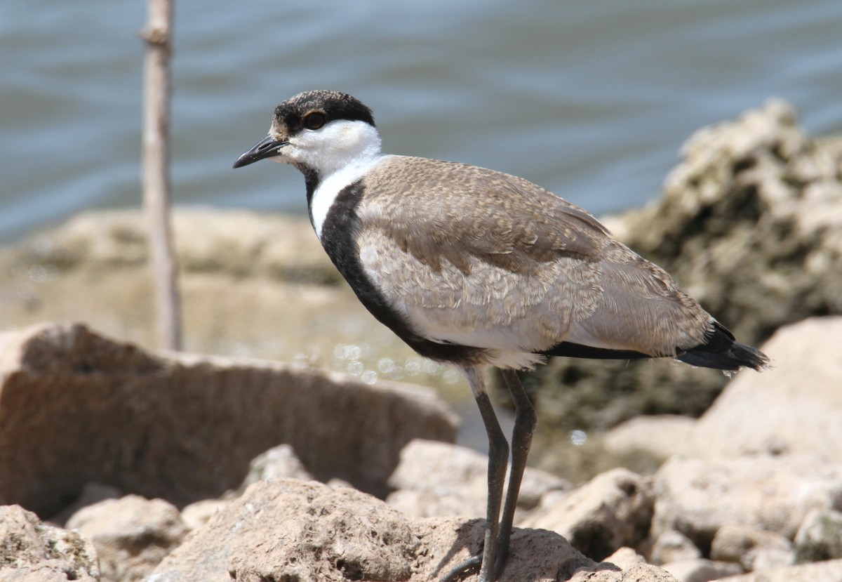 Spur-winged Lapwing - ML620257208