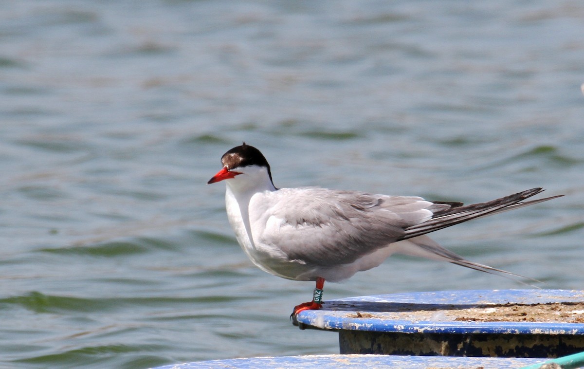 Common Tern - ML620257213