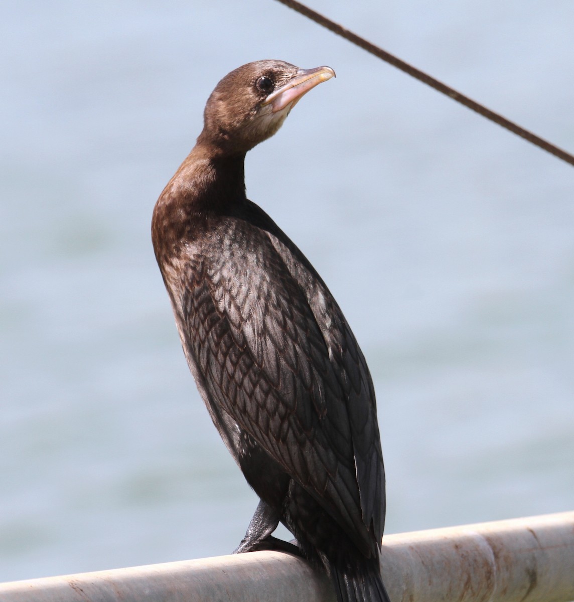 Pygmy Cormorant - ML620257217