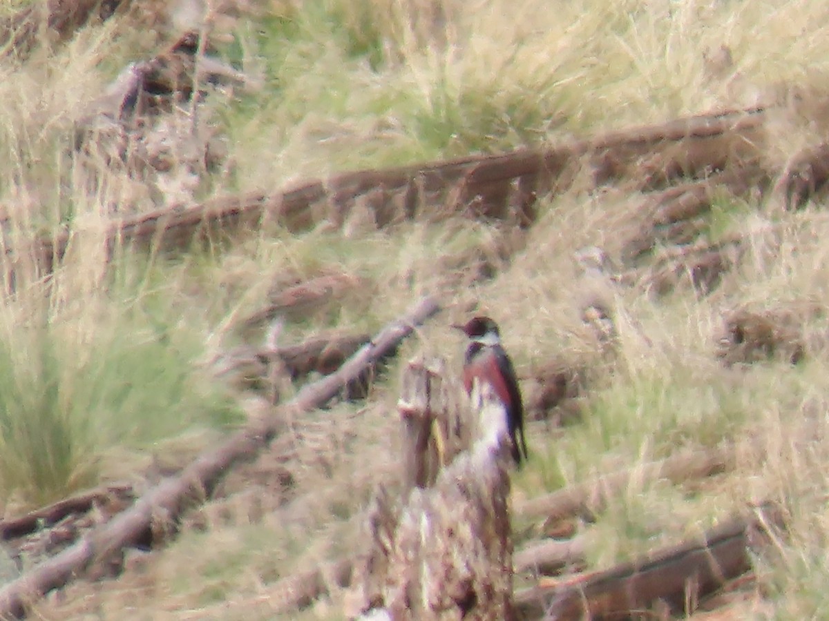 Lewis's Woodpecker - ML620257218