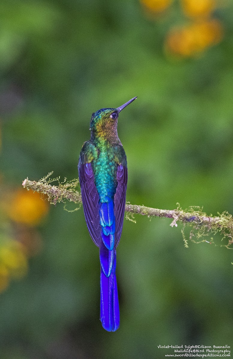 Violet-tailed Sylph - ML620257240