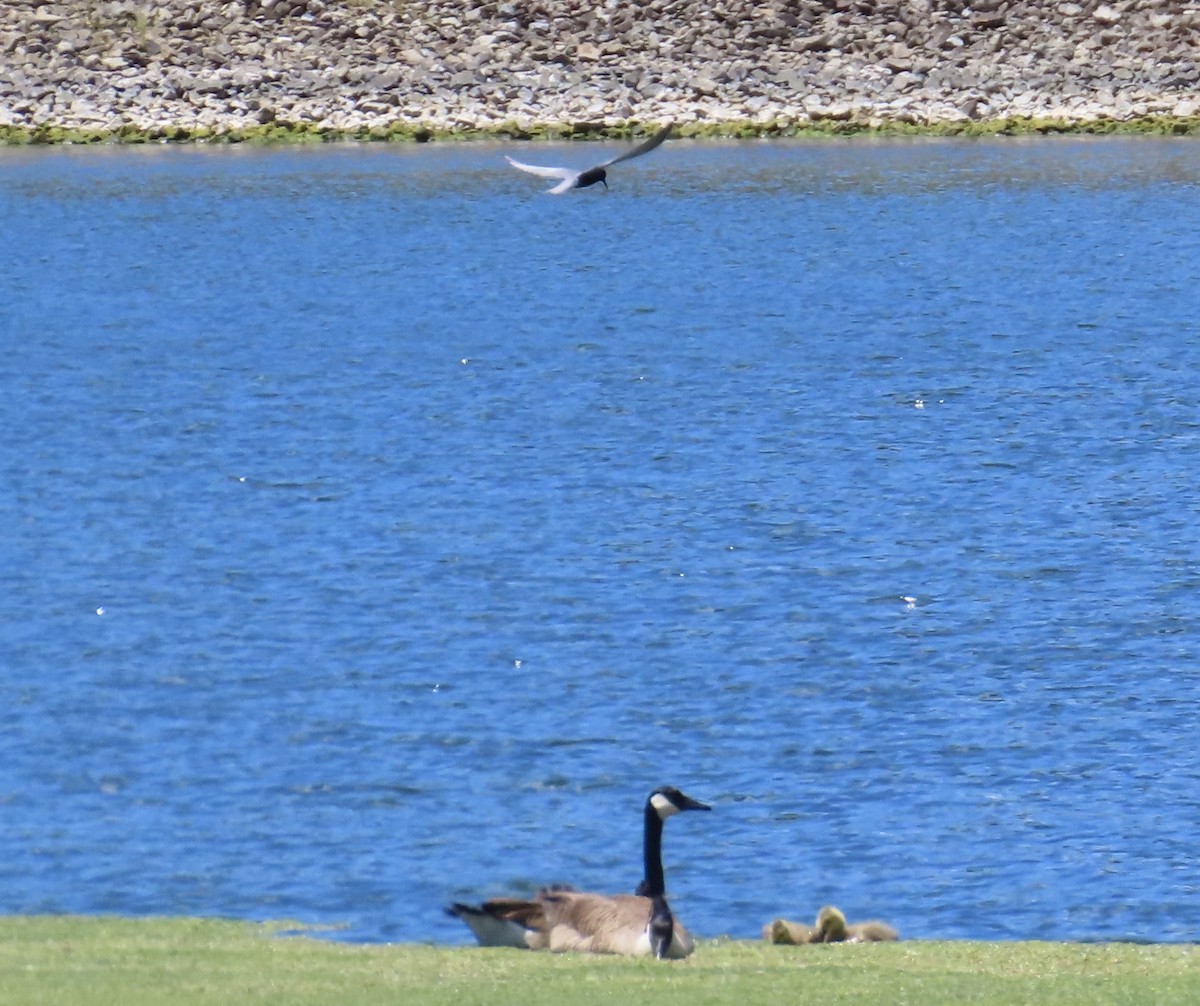 Канад галуу - ML620257247