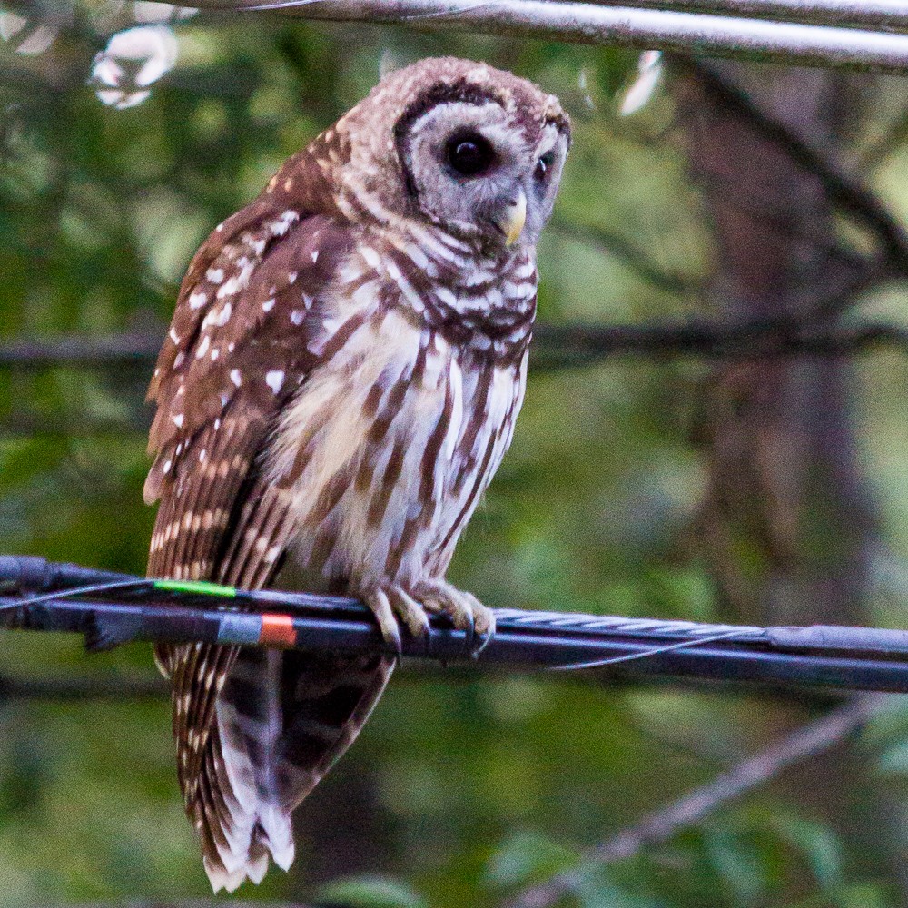 Barred Owl - ML620257248