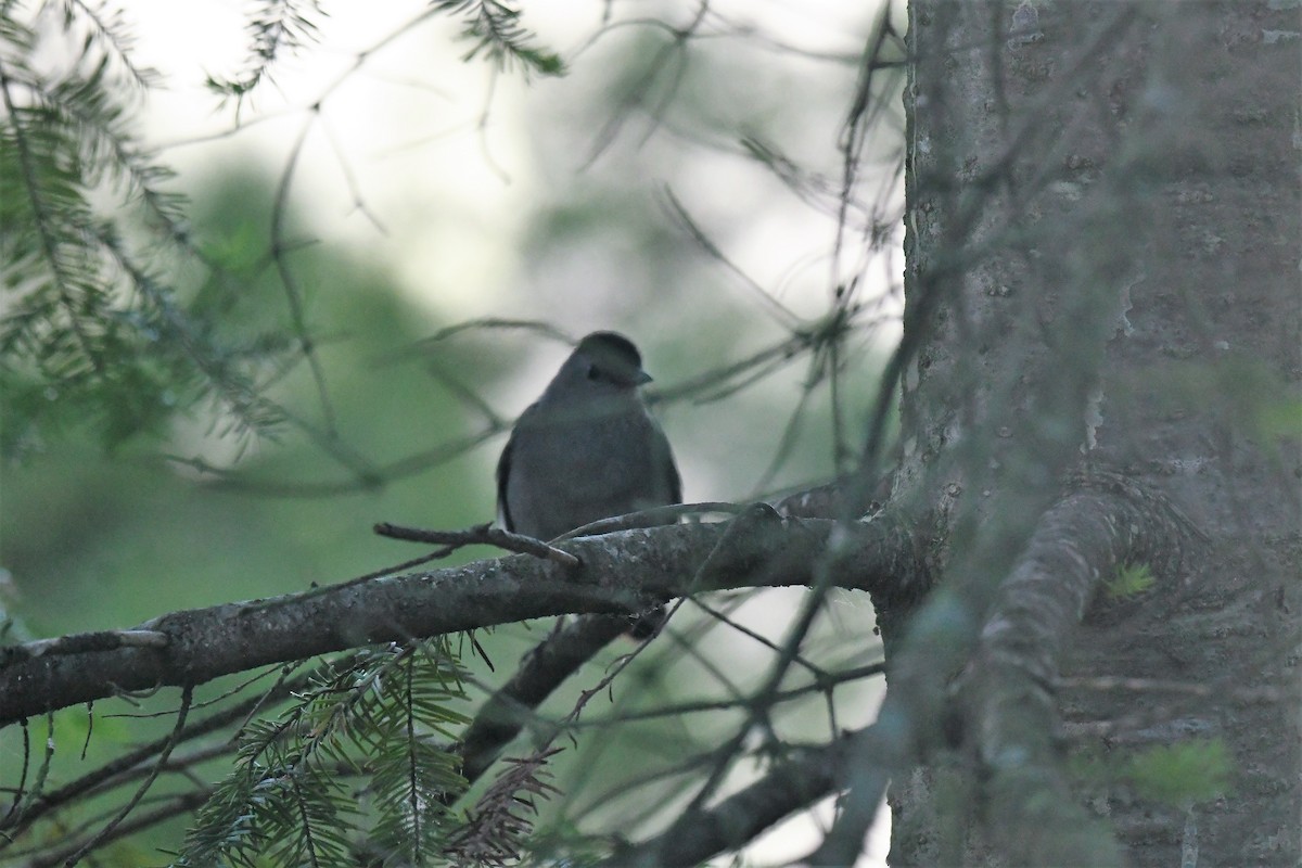 Gray Catbird - ML620257249