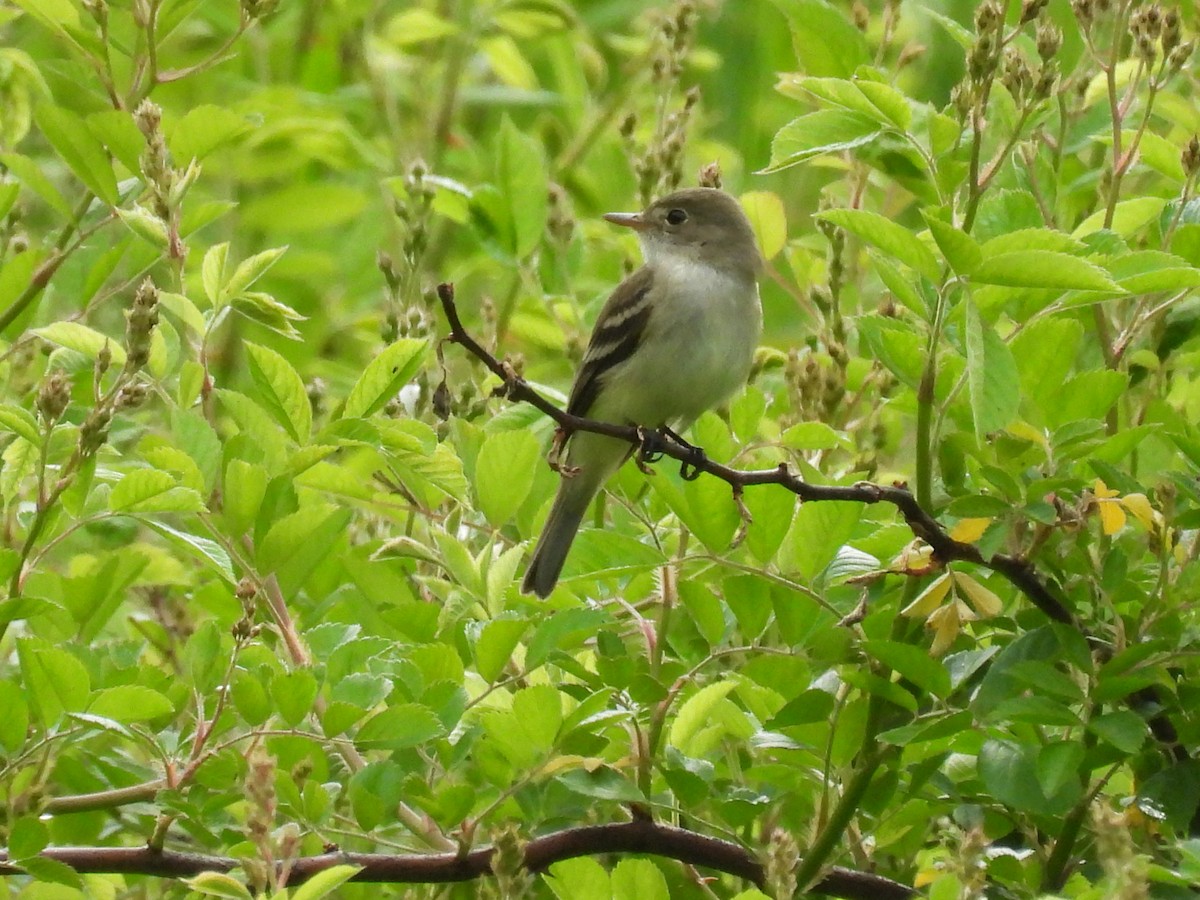 Alder Flycatcher - ML620257254