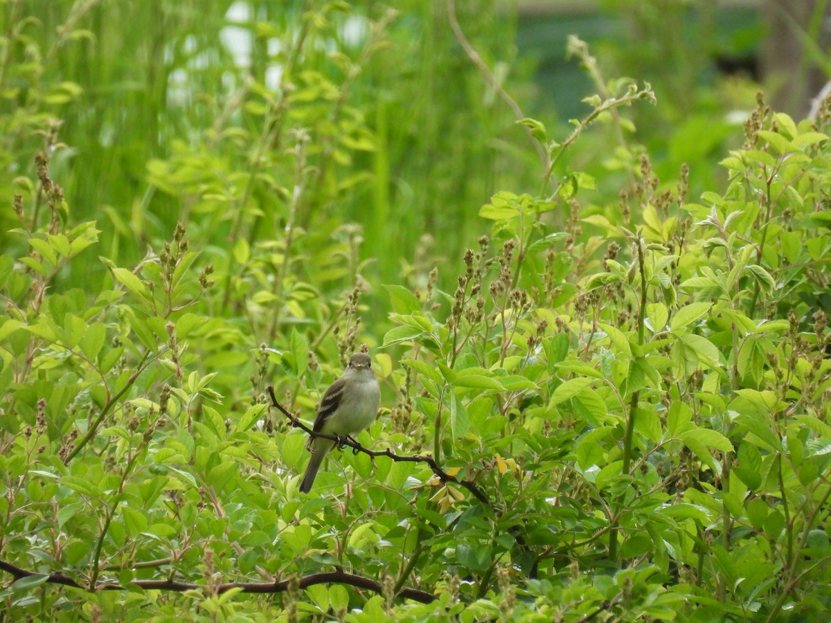 Alder Flycatcher - ML620257256